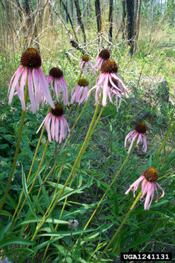 Wavyleaf purple coneflower